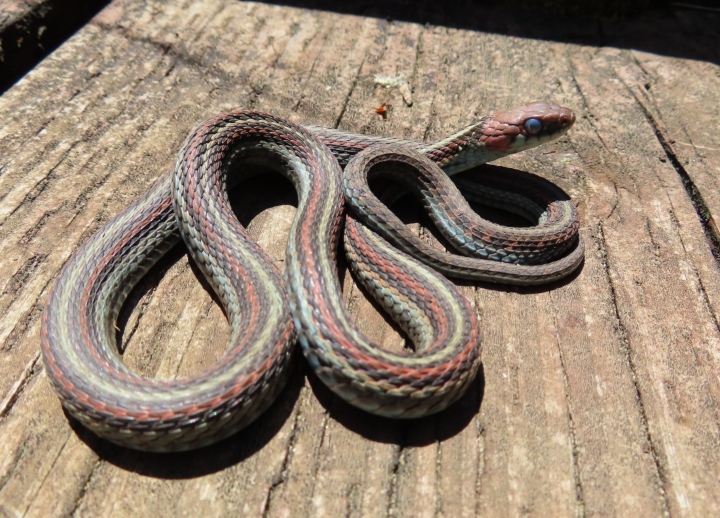 San Francisco Garter Snake